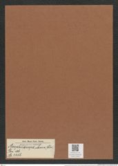Amphicampa sibirica (Cleve) (de-Toni-Nr.: Genus 106, Species 3256) Zeichnungen Sammlung Grunow Mappe 03491 (Herbarium_W_Grunow_drawings_Folder_03491)